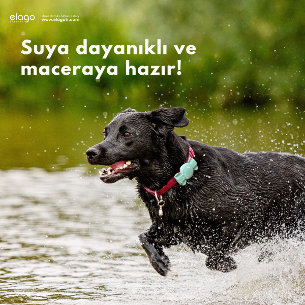 Elago Köpek Tasması Uyumlu AirTag Kılıfı - Mint Kurdele - Görsel 6